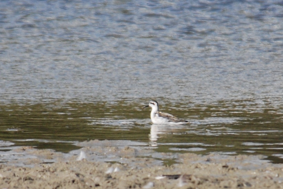 Phalarope à bec étroit - ML41838081