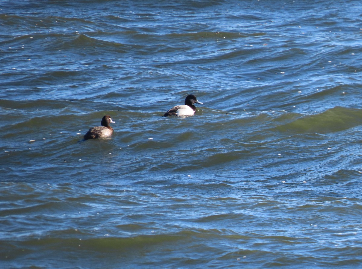 Greater Scaup - ML418383111