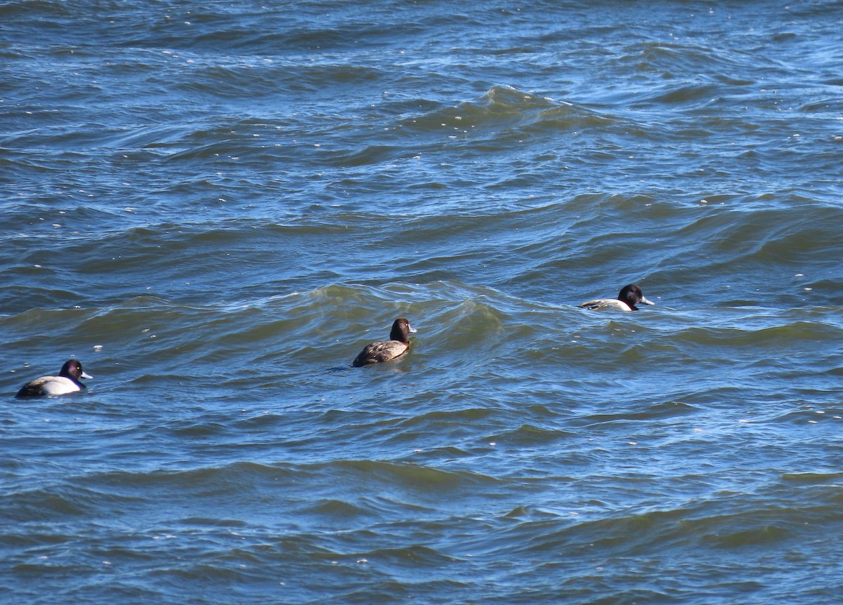Greater Scaup - ML418383131