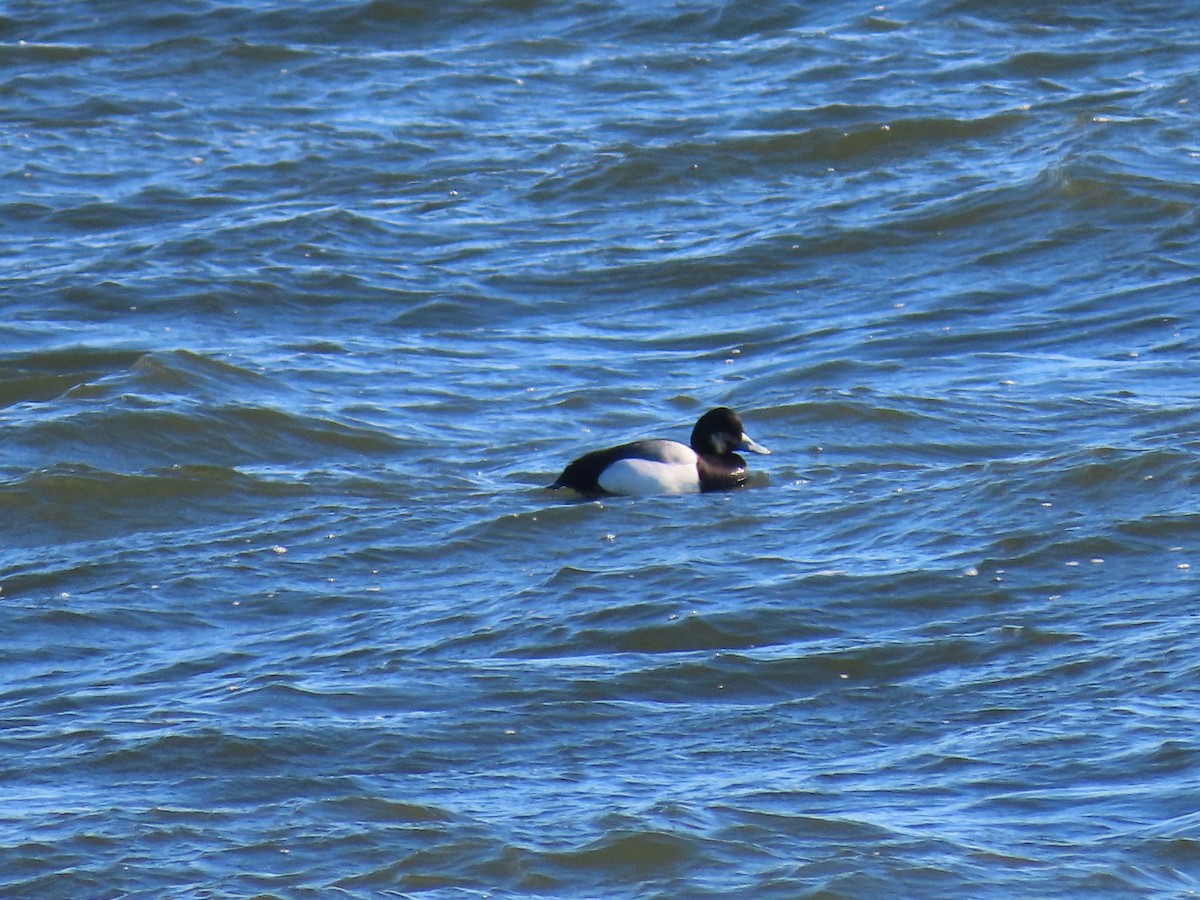 Greater Scaup - ML418383151