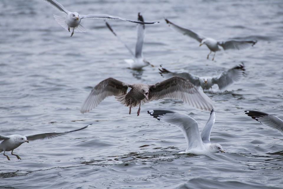 Iceland Gull (Thayer's) - Greg Swick