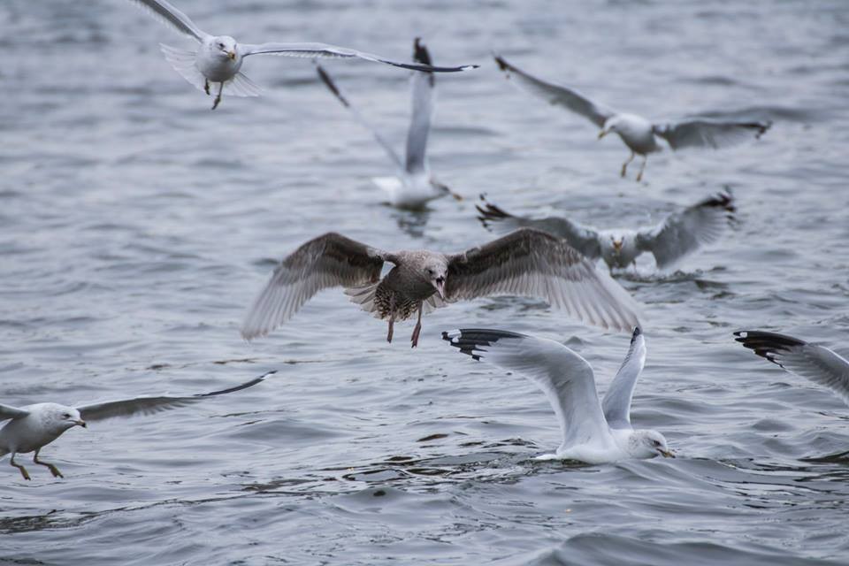 Gaviota Groenlandesa (thayeri) - ML41838441