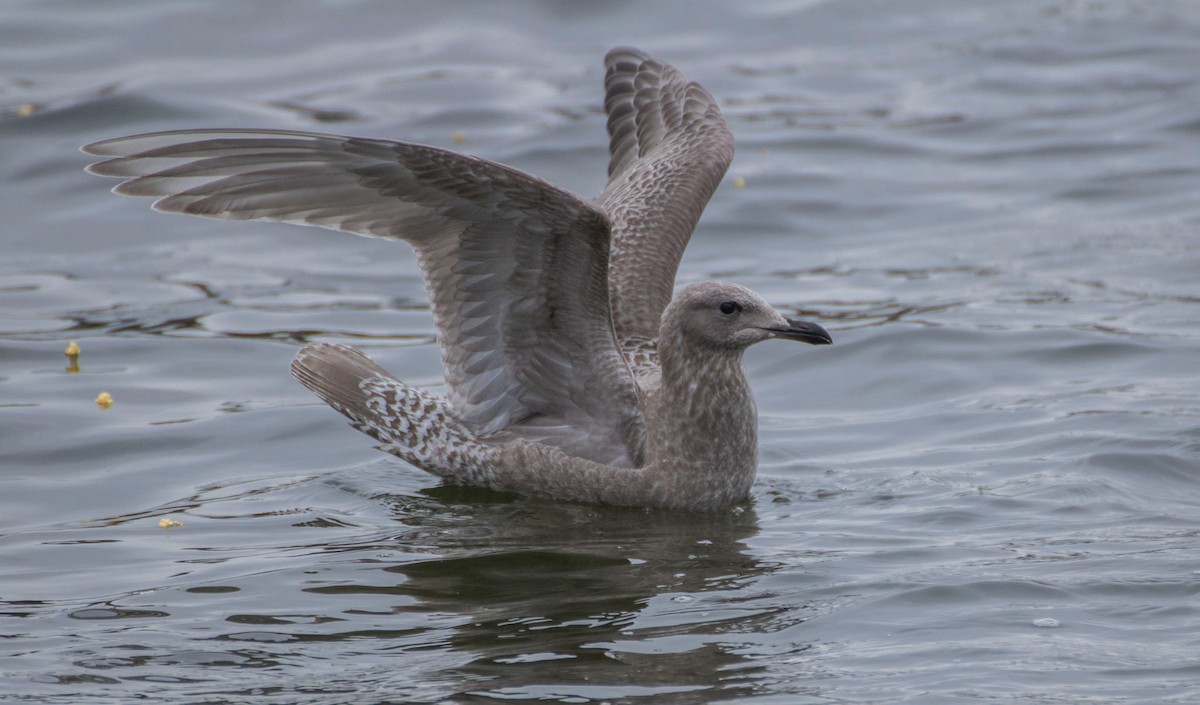 Gaviota Groenlandesa (thayeri) - ML41838461