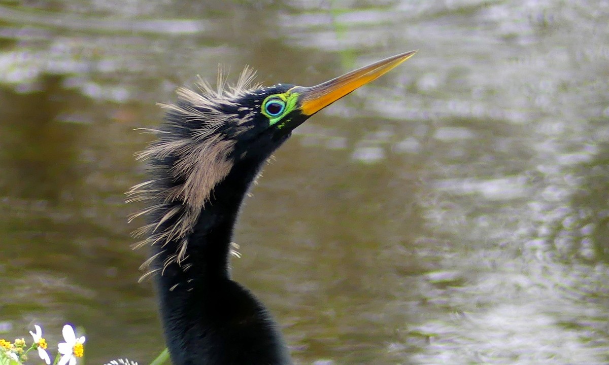 Anhinga - Cuneyt Yilmaz