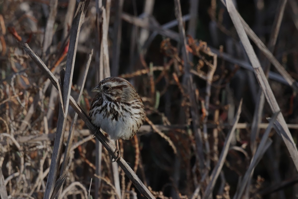 Song Sparrow - ML418388751