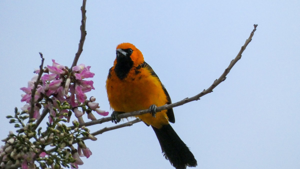 Spot-breasted Oriole - ML418389921
