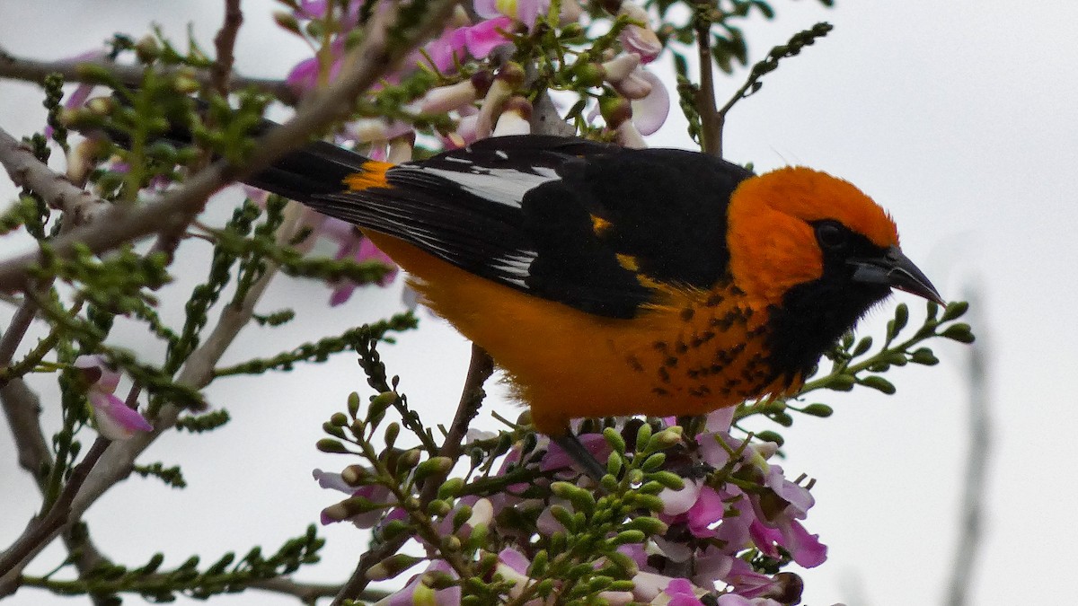 Spot-breasted Oriole - ML418389931