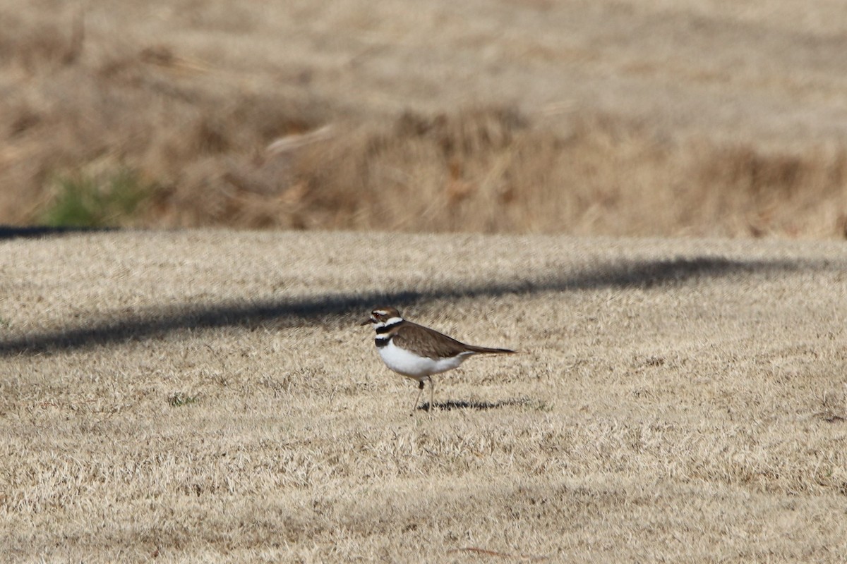Killdeer - ML418390611