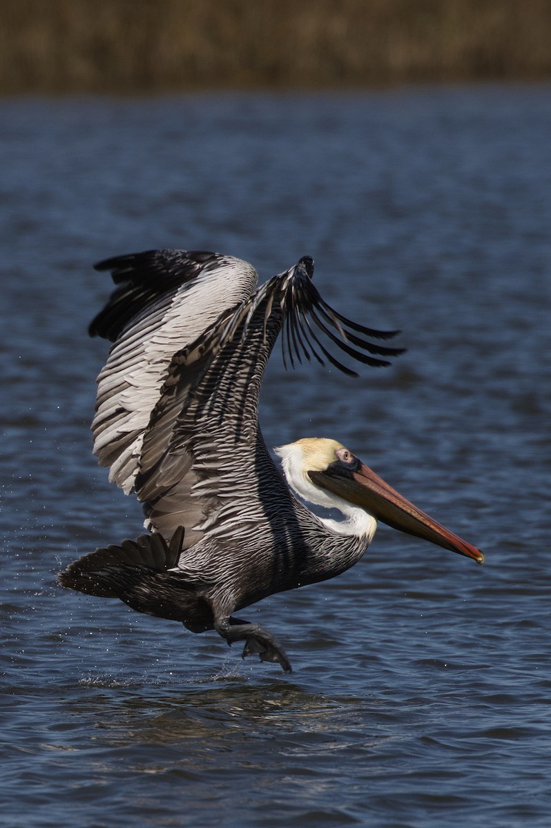 Brown Pelican - Hayley Keevan