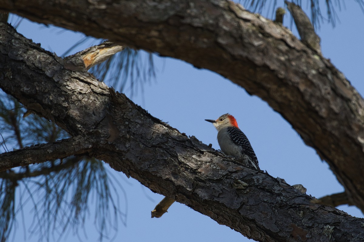 Red-bellied Woodpecker - Hayley Keevan