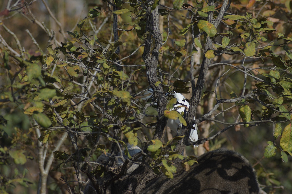 Eastern Cattle Egret - ML418391391