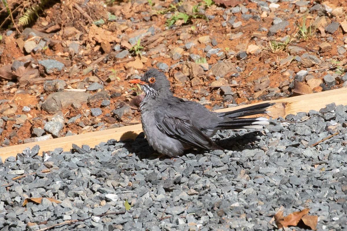 Eastern Red-legged Thrush - Ryan Mandelbaum