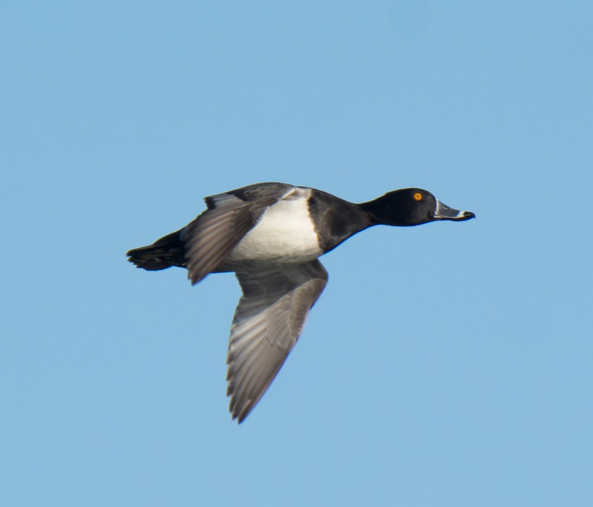 Ring-necked Duck - Jack and Shirley Foreman