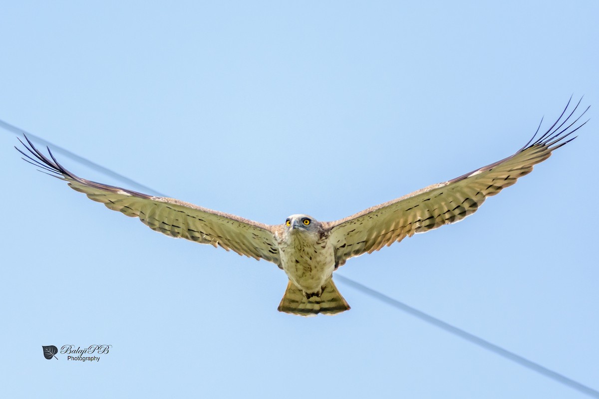 Short-toed Snake-Eagle - ML41839351