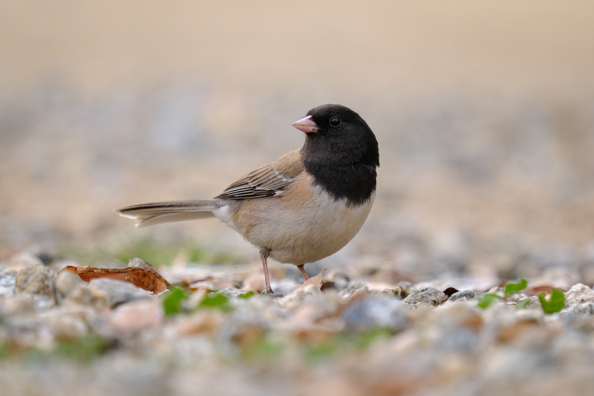 Dark-eyed Junco (Oregon) - ML418393521
