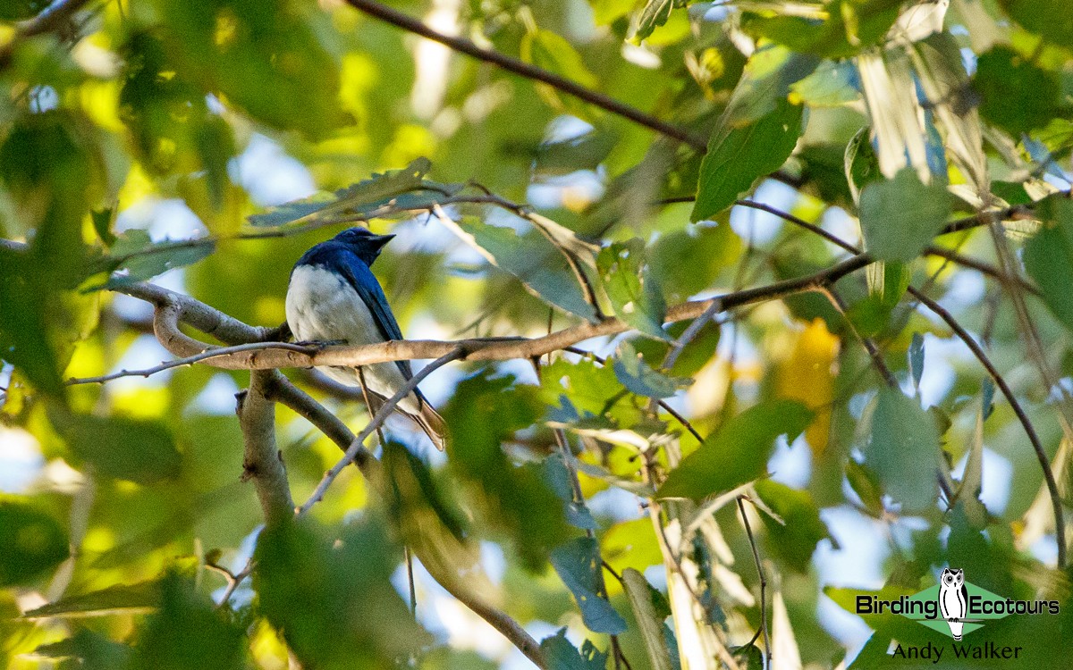 Blue-and-white Flycatcher - ML418394061