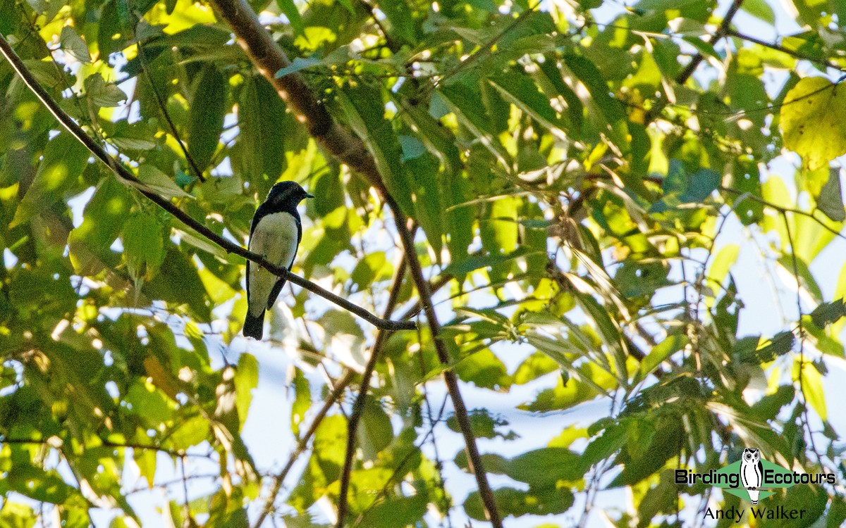 Blue-and-white Flycatcher - ML418394131