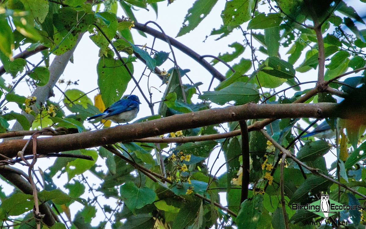 Blue-and-white Flycatcher - ML418394151