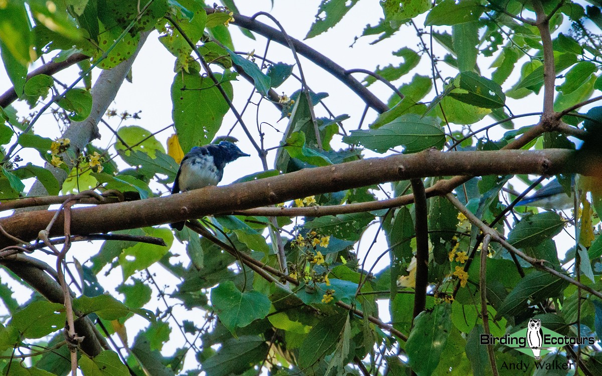 Blue-and-white Flycatcher - ML418394161