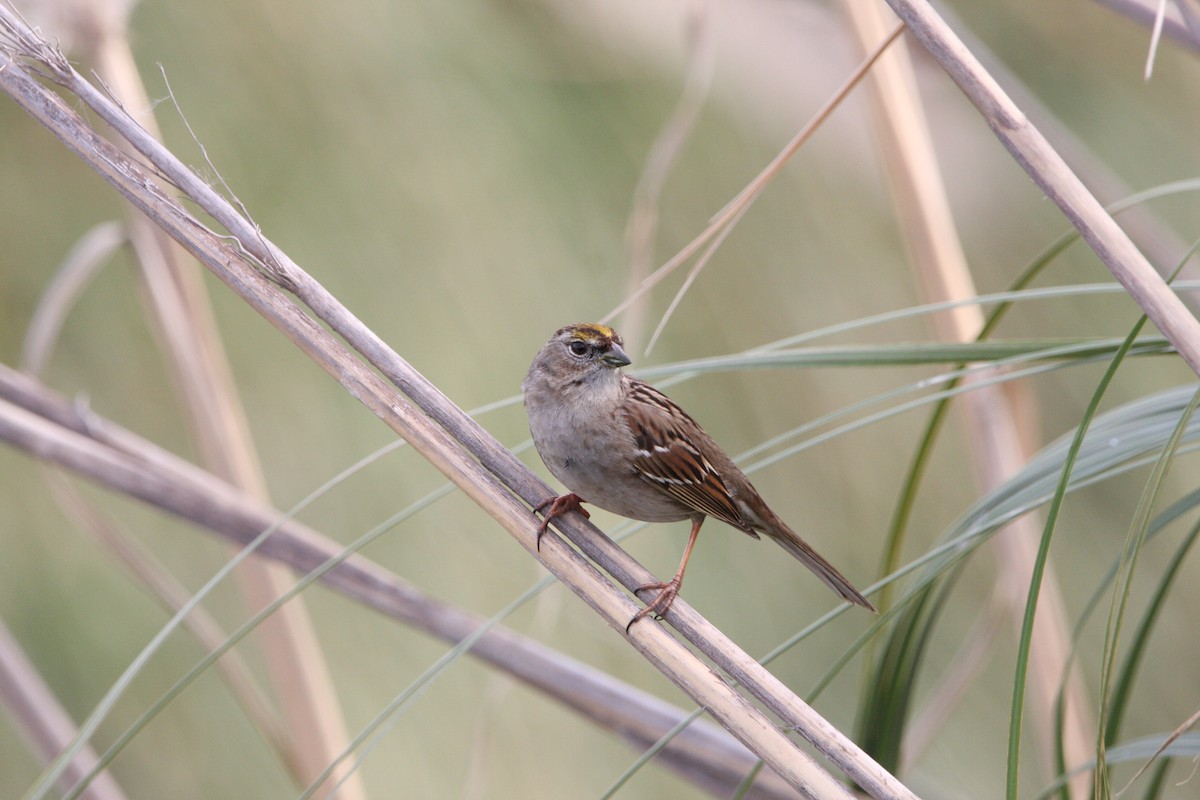 Golden-crowned Sparrow - ML418397761