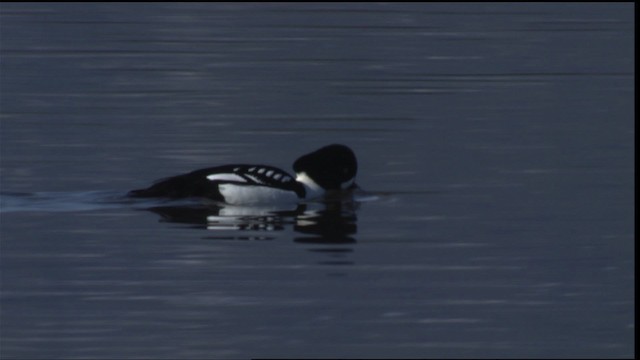 Barrow's Goldeneye - ML418401