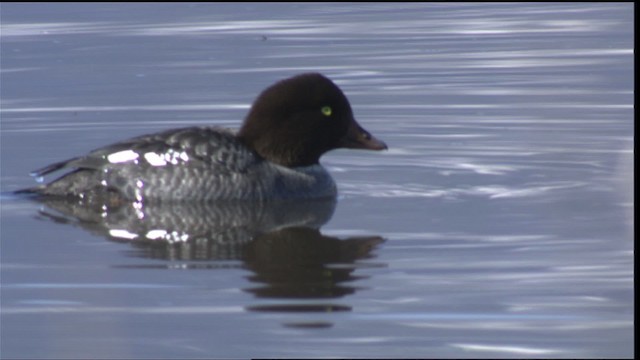 Barrow's Goldeneye - ML418402