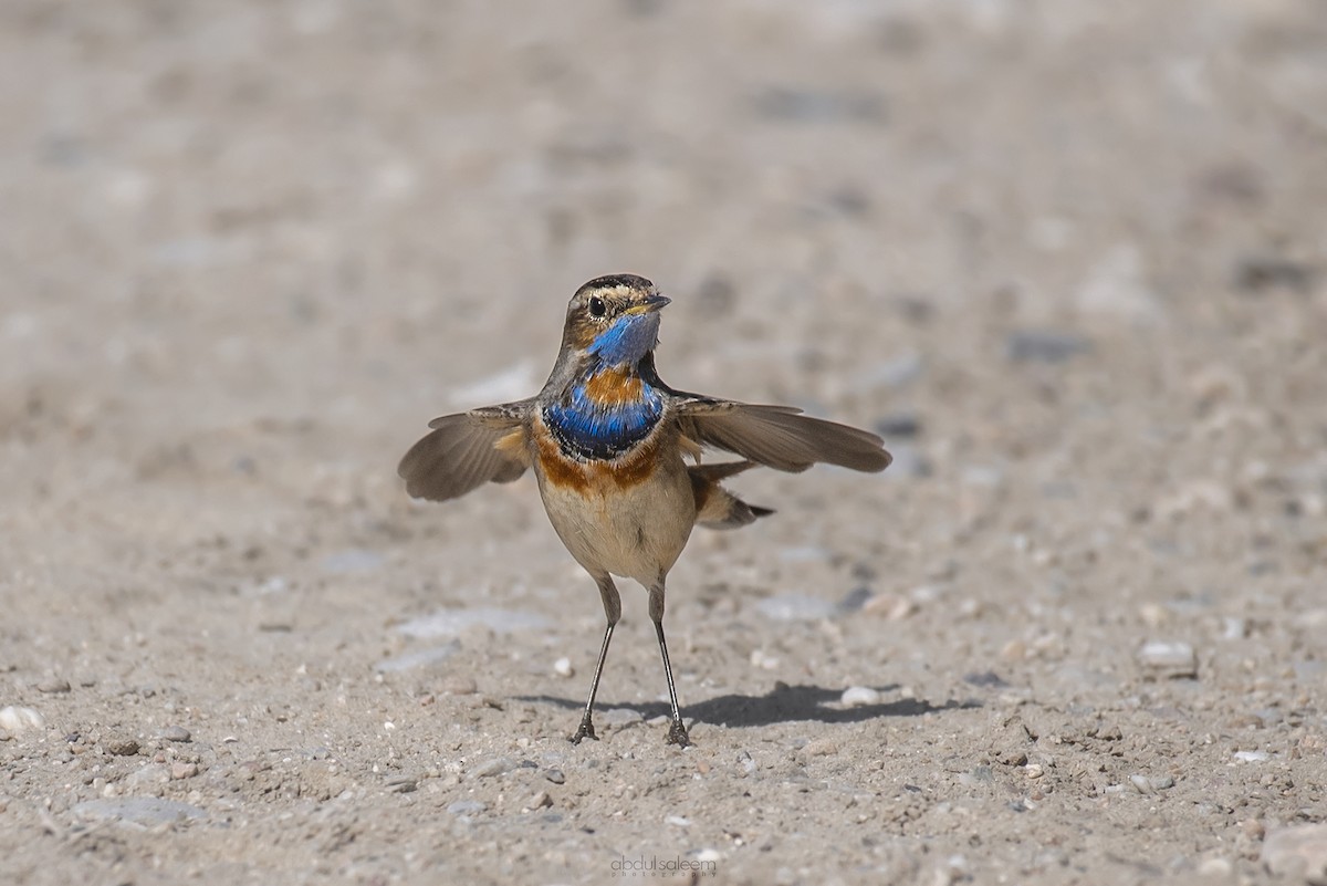 Bluethroat - ML418402311