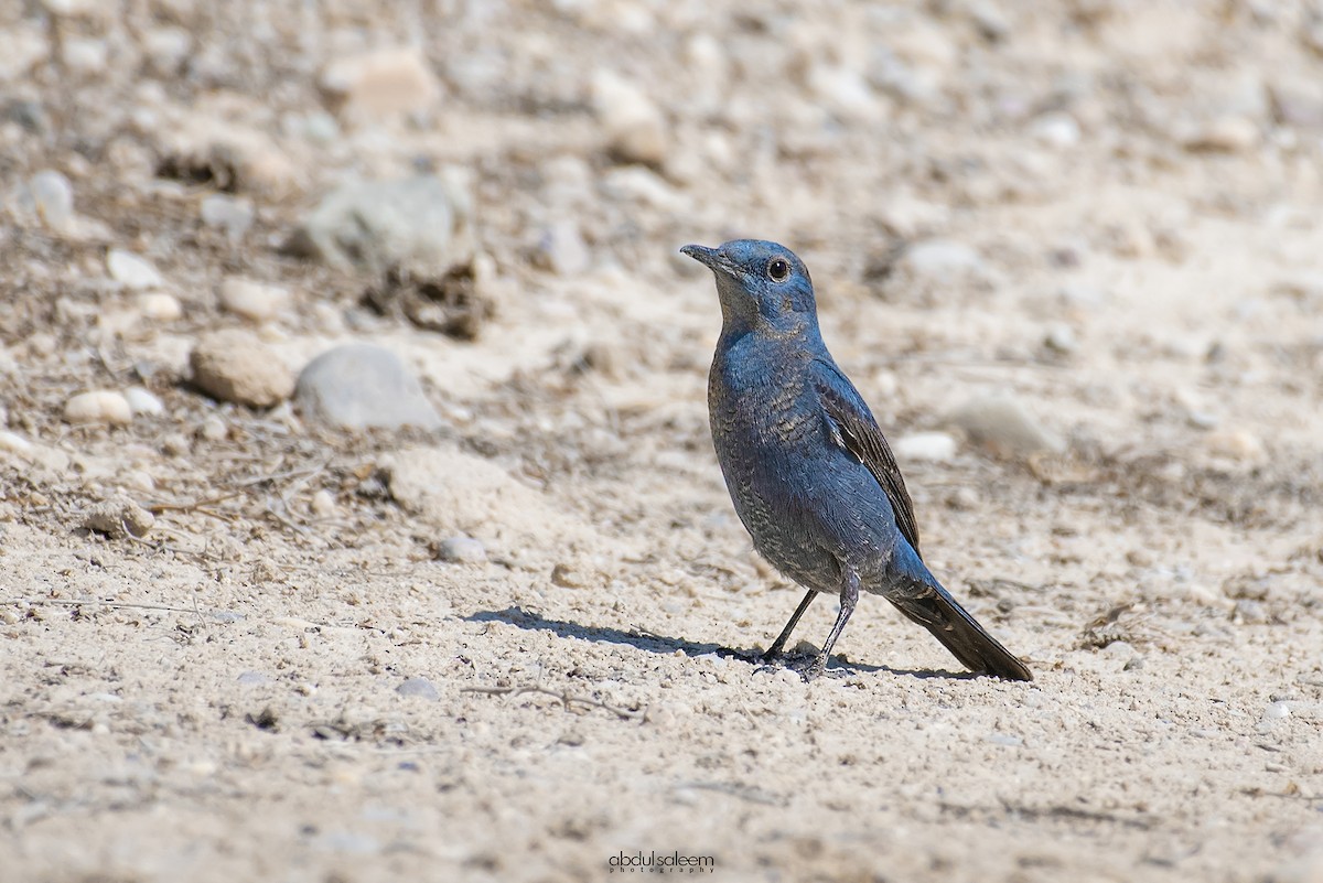 Blue Rock-Thrush - ML418402371