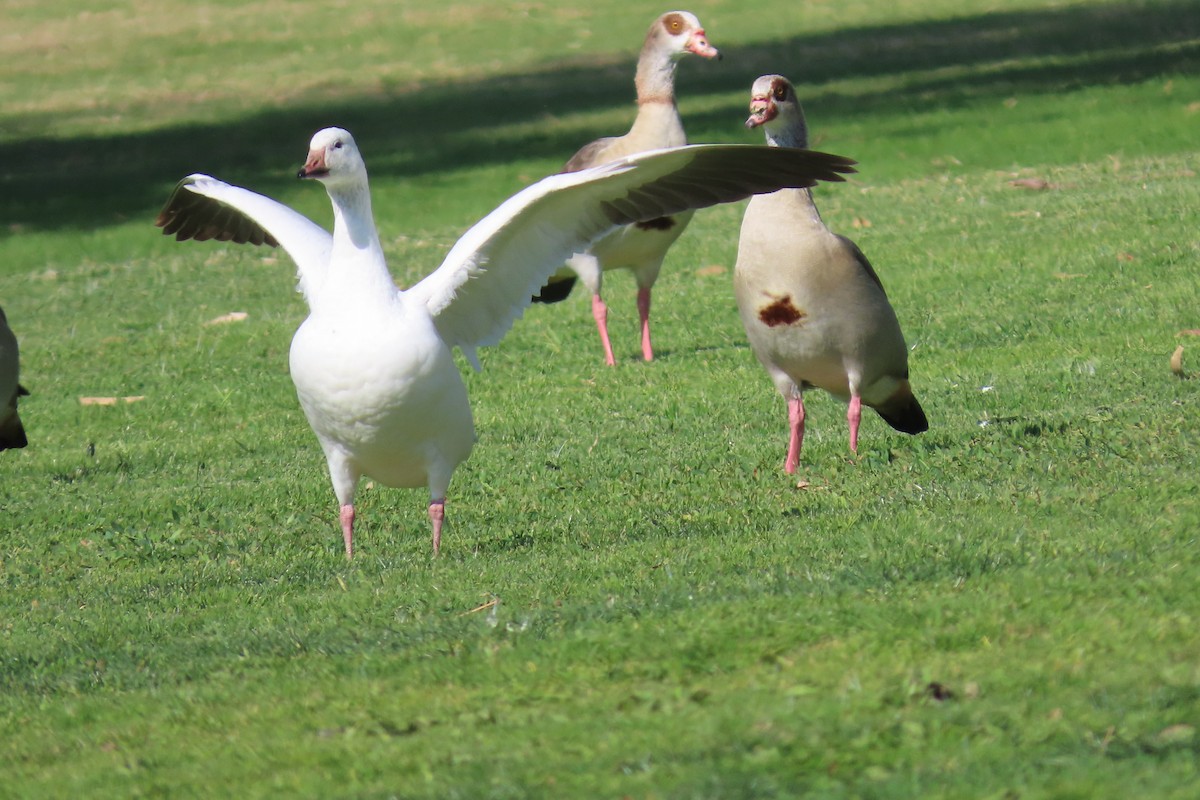 Snow Goose - Rita Phillips