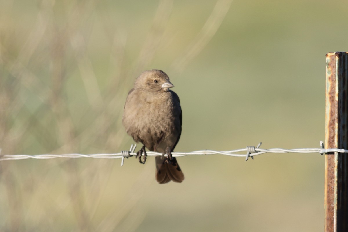 Brown-headed Cowbird - ML418404661