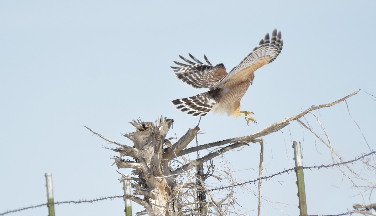 Red-shouldered Hawk - ML418405091