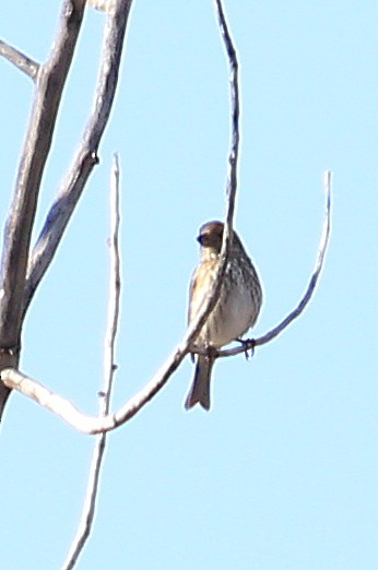 Purple Finch (Western) - ML41840631