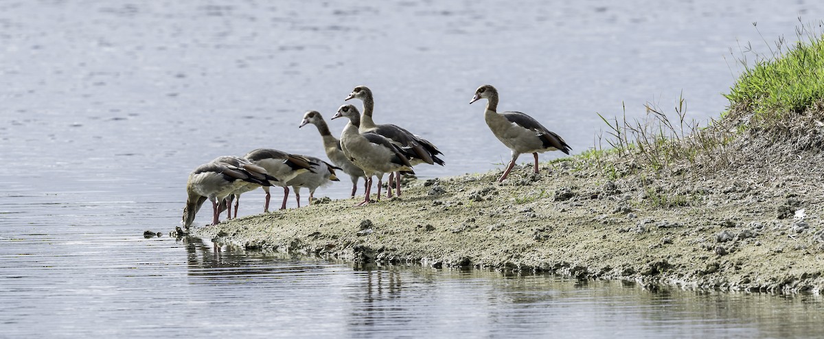 Egyptian Goose - David Hall