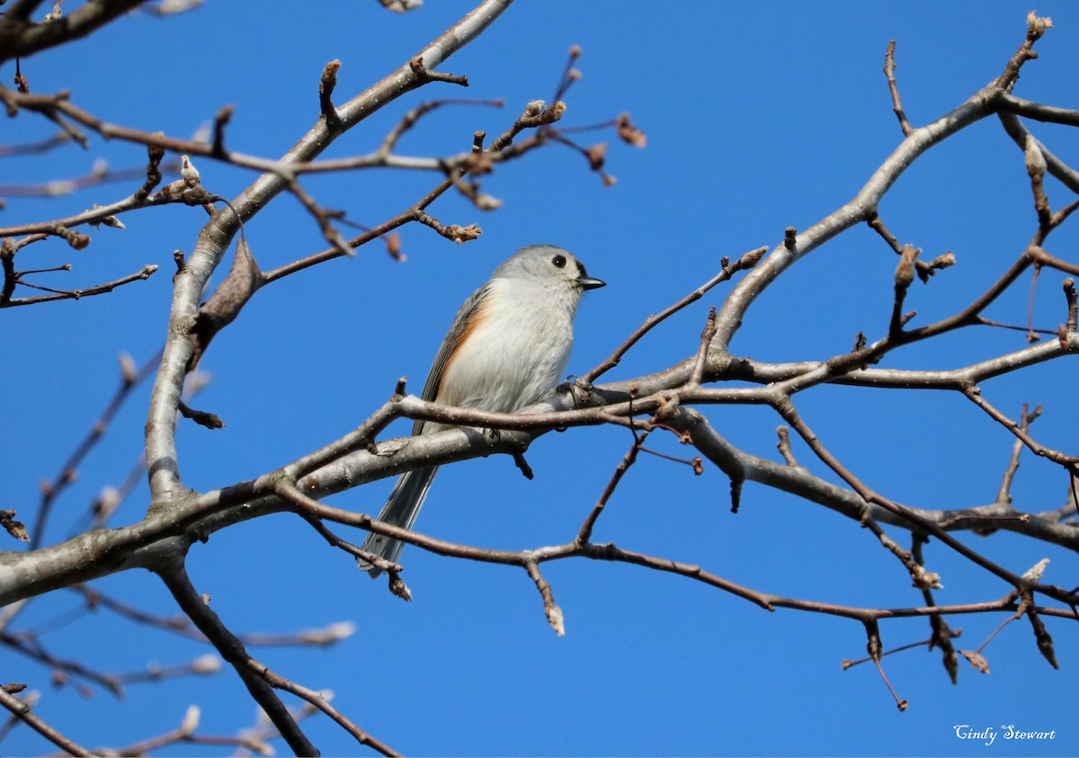 Tufted Titmouse - Cindy  Stewart