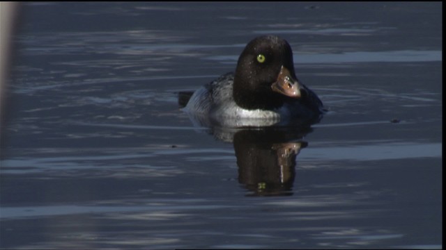Barrow's Goldeneye - ML418407