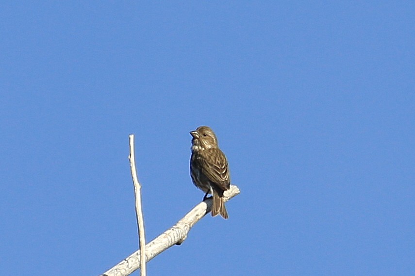 Purple Finch (Western) - ML41840711