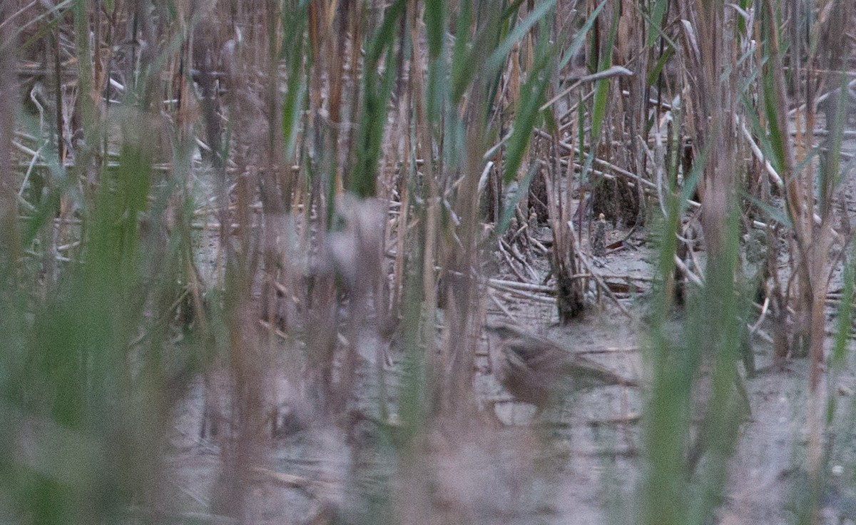 Rosy Pipit - ML41840781