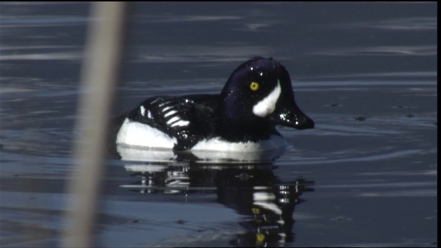 Barrow's Goldeneye - ML418408