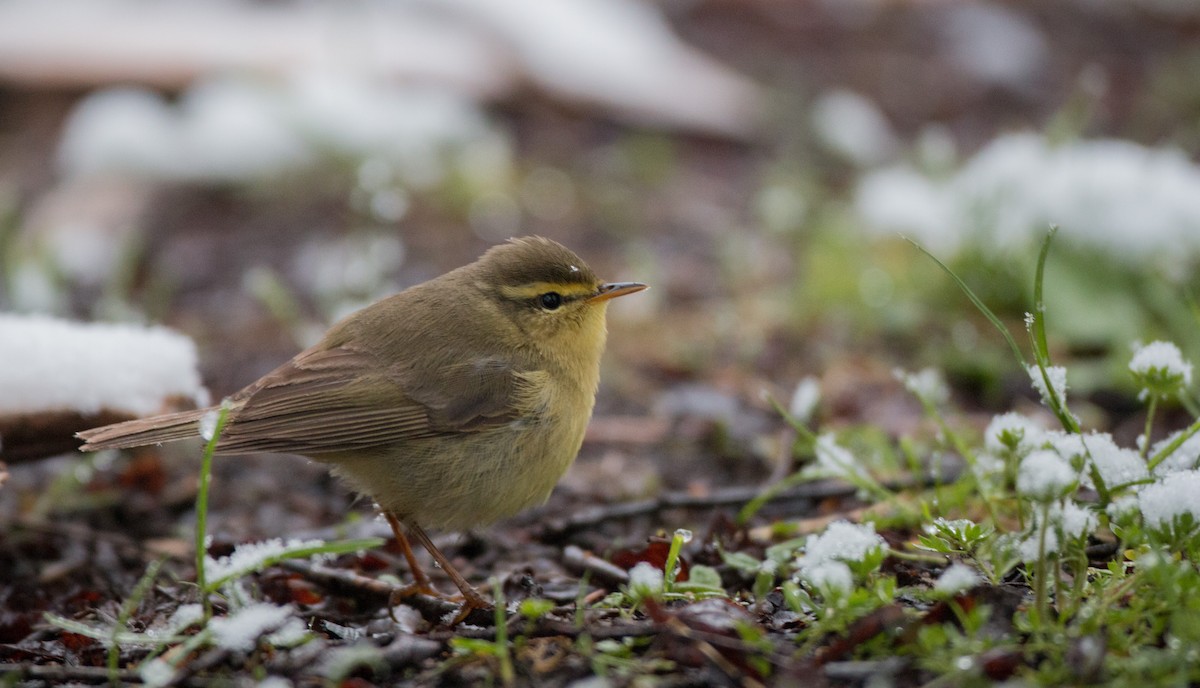 Tickell's Leaf Warbler (Alpine) - Ian Davies