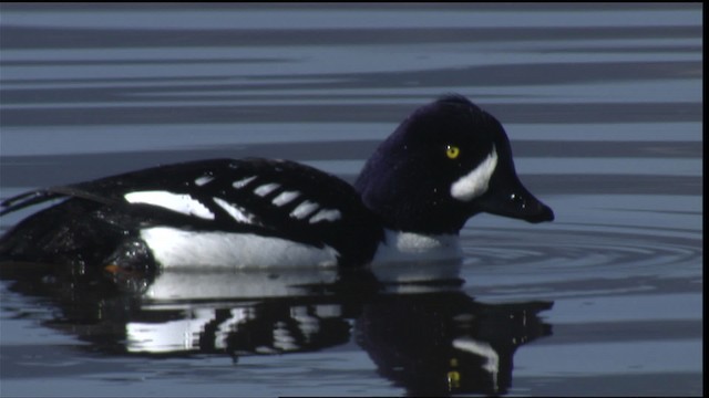Barrow's Goldeneye - ML418410
