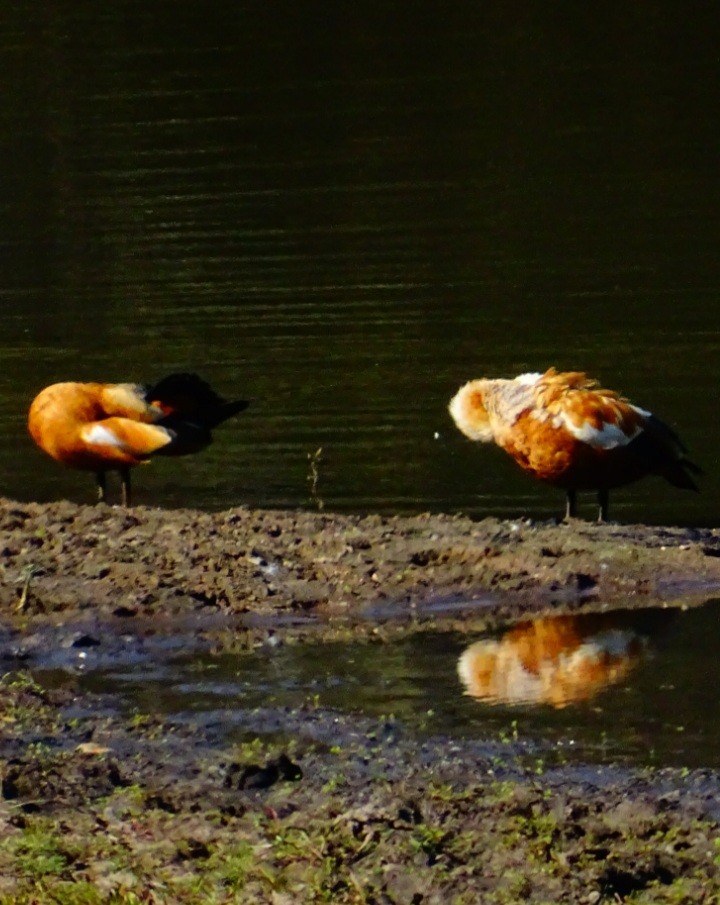 Ruddy Shelduck - ML418410801