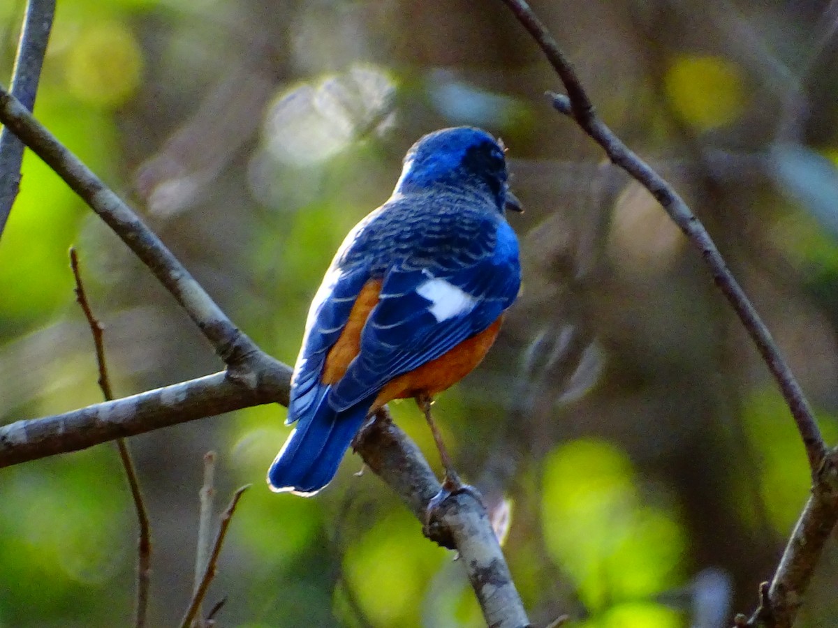 Blue-capped Rock-Thrush - ML418410871