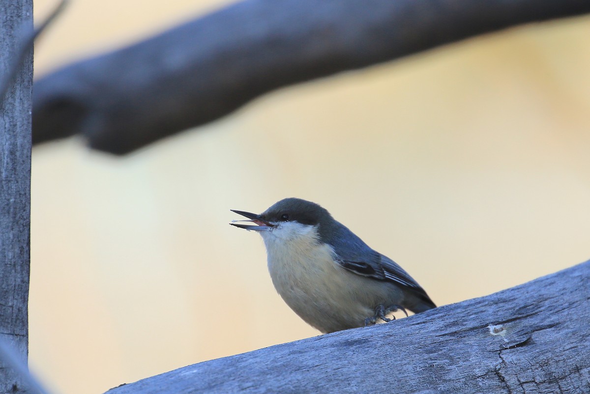 Pygmy Nuthatch - ML41841091