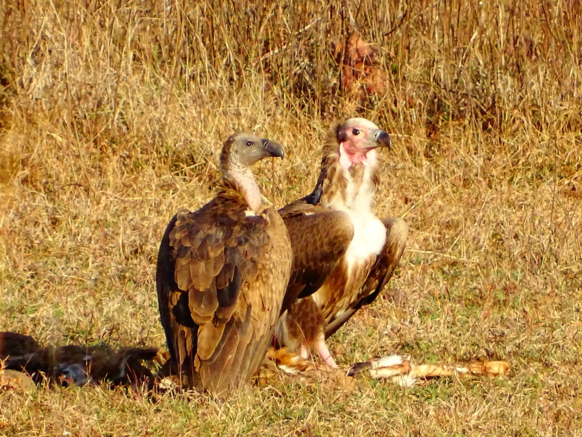 Red-headed Vulture - ML418411151