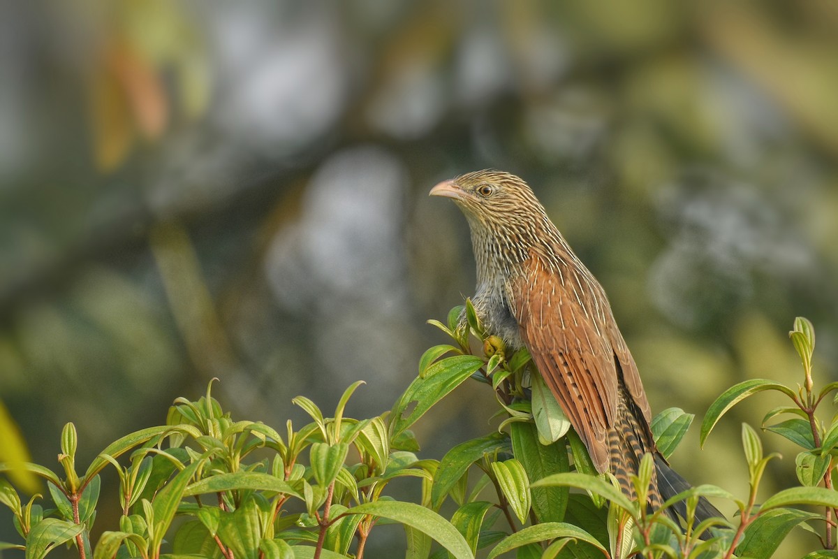 Lesser Coucal - ML418411821