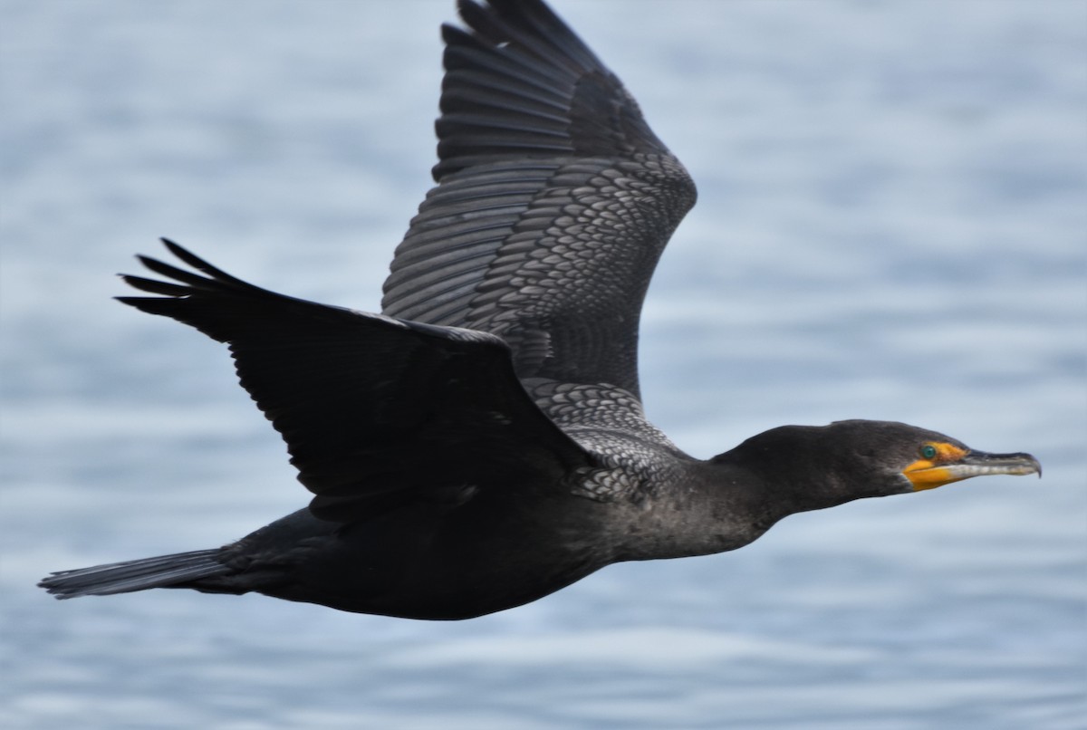 Double-crested Cormorant - ML418412561