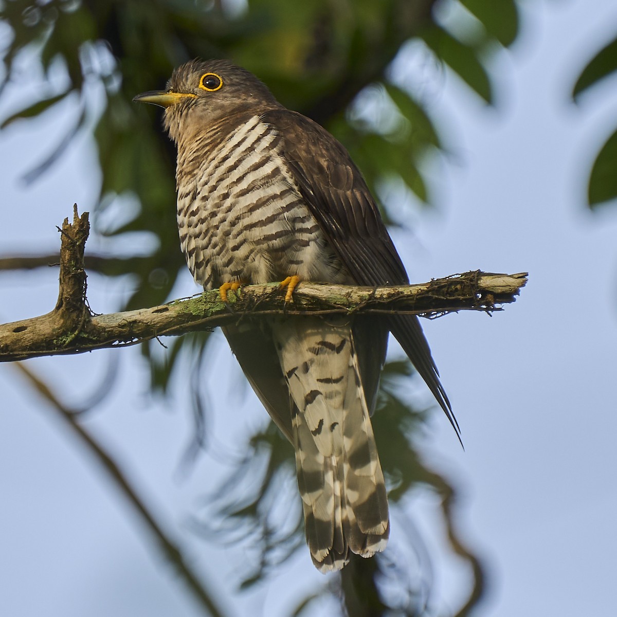 Coucou à ailes courtes - ML418413461