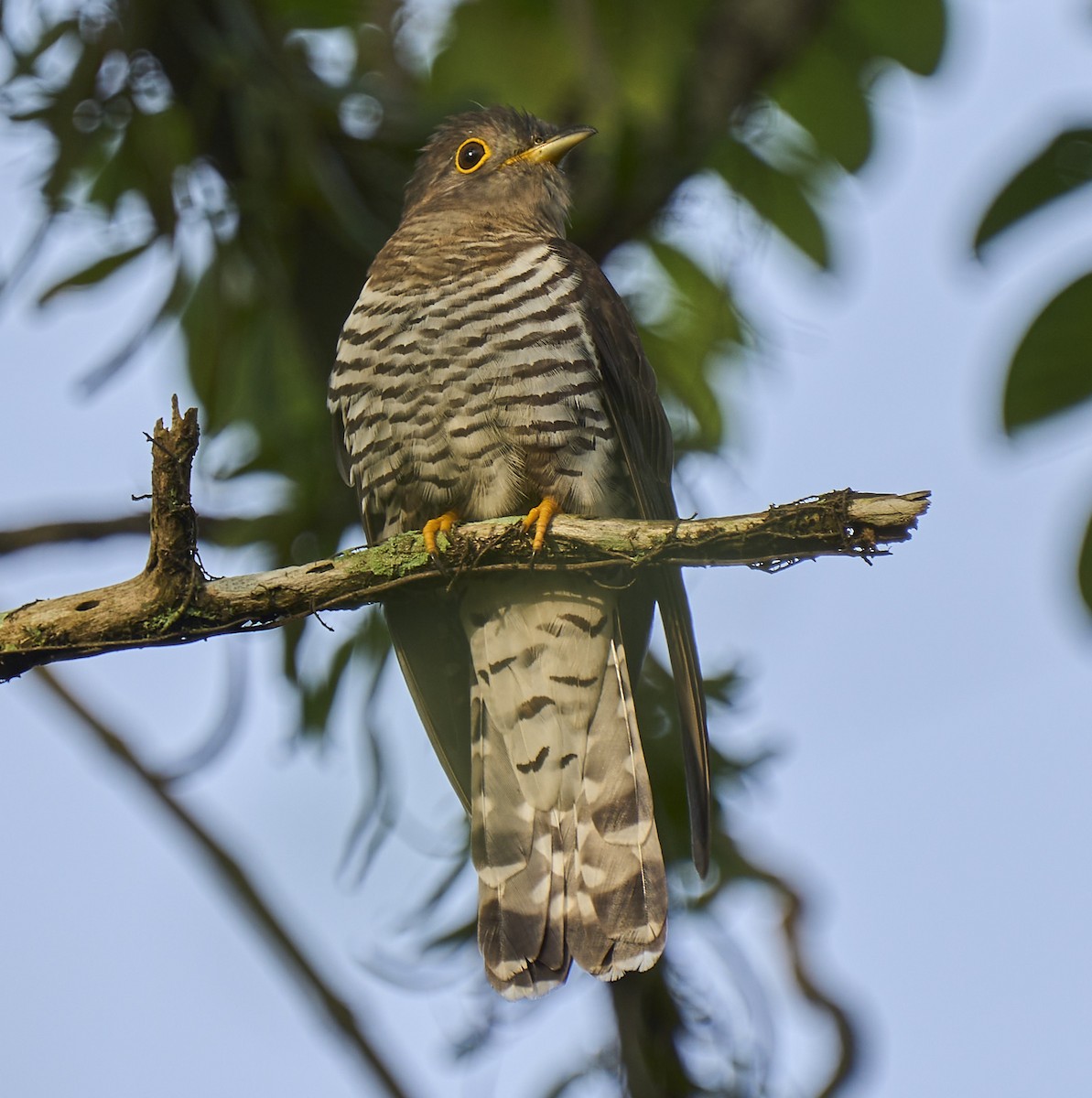 Indian Cuckoo - Steven Cheong