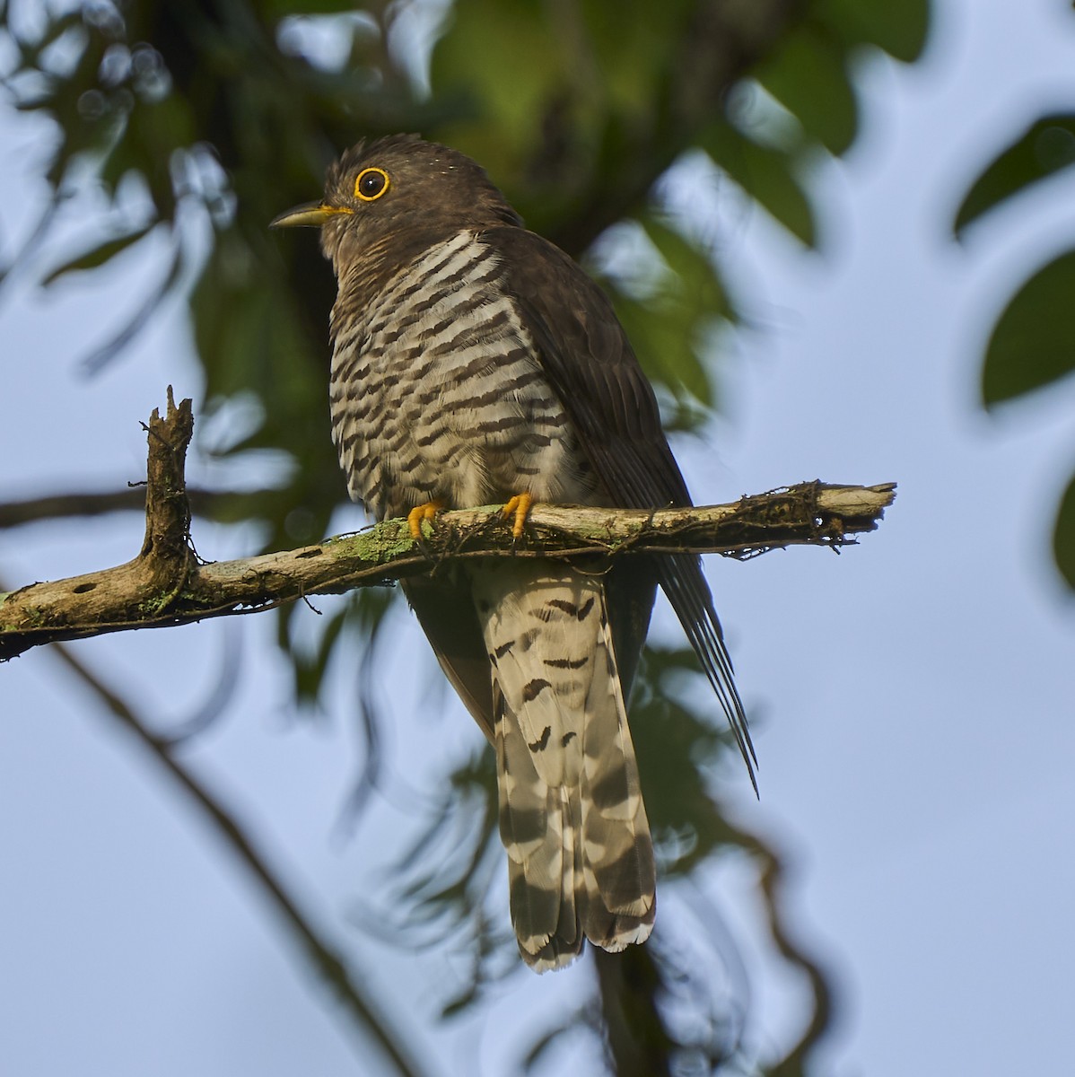 Coucou à ailes courtes - ML418413481