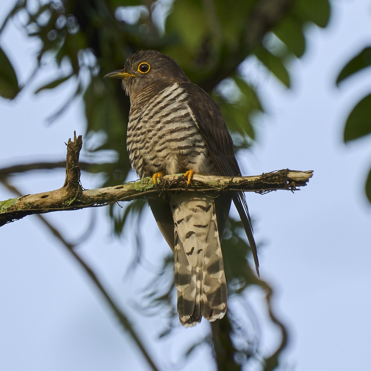 Indian Cuckoo - ML418413491